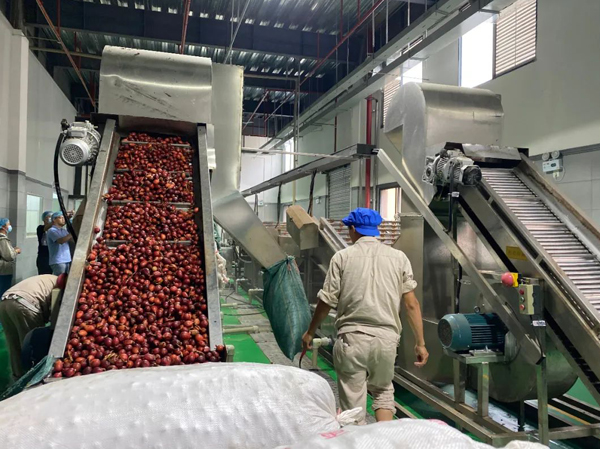 Pre treatment of Pomegranate Fruit Juice Beverage Production Line.jpg